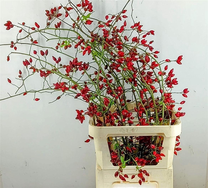<h4>Rosa Zaffiro</h4>