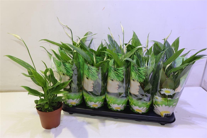 <h4>Spath Alana</h4>