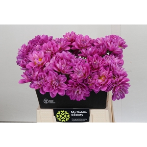 Dahlia Purple Onesta