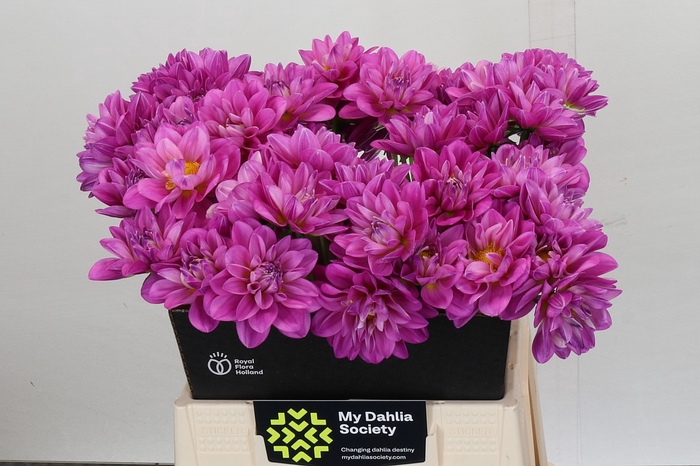 <h4>Dahlia Purple Onesta</h4>