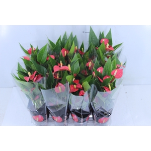 ANTHURIUM MINI MILLION FLOWERS P09