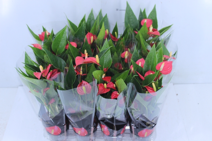 ANTHURIUM MINI MILLION FLOWERS P09