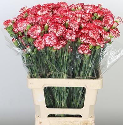 <h4>DI TR MINUETTO</h4>