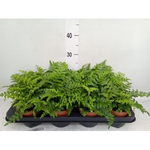 Asplenium  'Parvati'