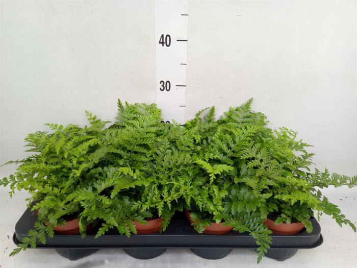 <h4>Asplenium  'Parvati'</h4>