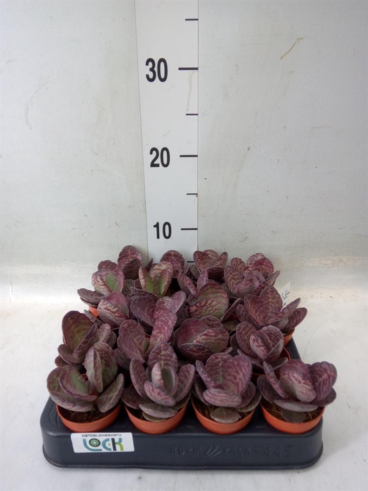 <h4>Succulents   ...</h4>