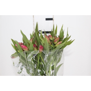 ALSTROEMERIA ALYNA 080 CM