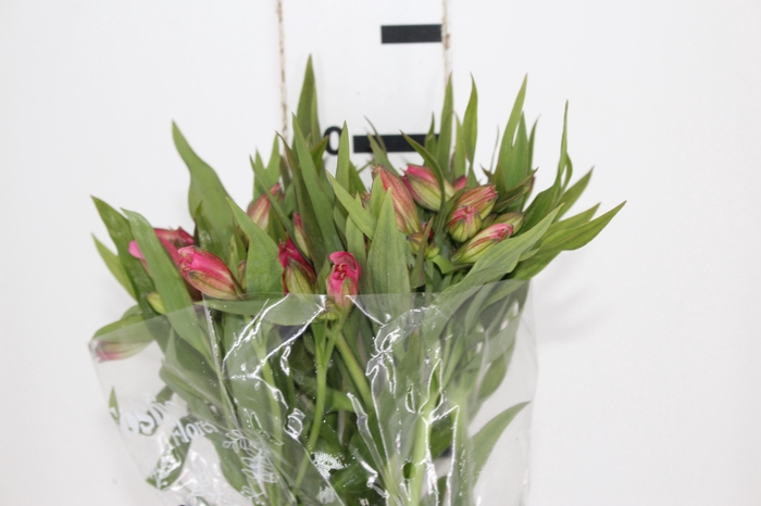 <h4>ALSTROEMERIA ALYNA 080 CM</h4>