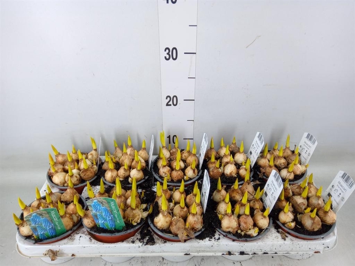 <h4>Muscari  'Magic Blue'</h4>