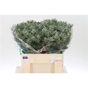 Eryngium Sirius Qstar