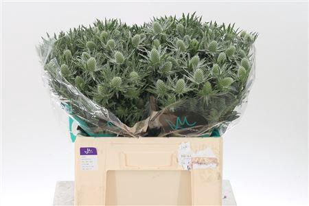 <h4>Eryngium Sirius Qstar</h4>