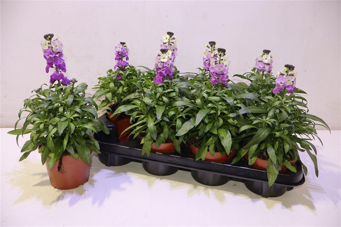 <h4>Erys Ley Purple Glow</h4>