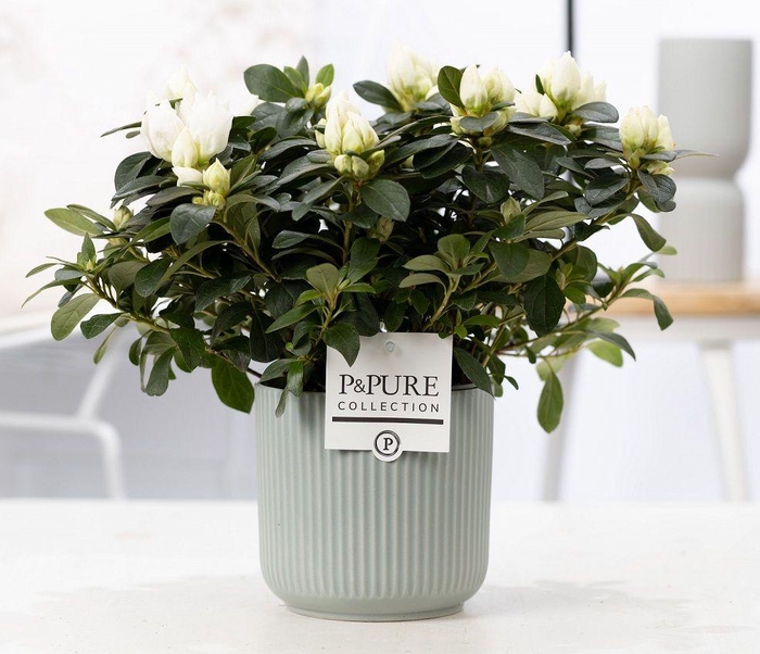 <h4>1st class Azalea white in P&PURE Sophie ceramics green</h4>
