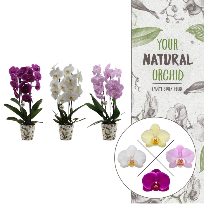 <h4>Christmas | 2 spike Cascade mix | Kerst potcover</h4>