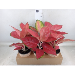 Aglaonema   ...