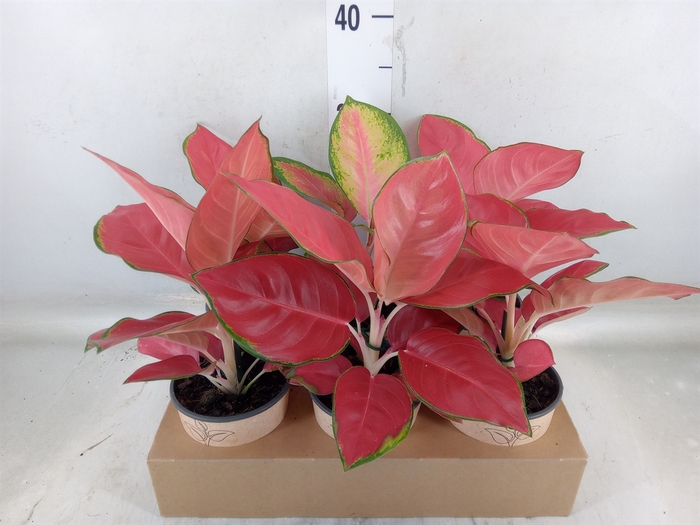 <h4>Aglaonema   ...</h4>