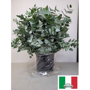 EUC CINEREA PB OFFER