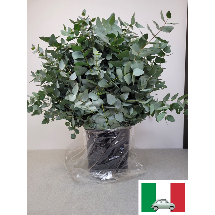 <h4>EUC CINEREA PB OFFER</h4>