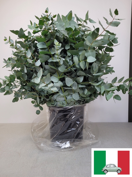 EUC CINEREA PB