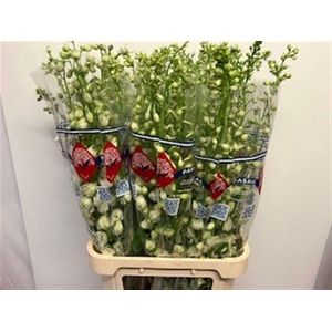 DELPH DU GUARD WHITE