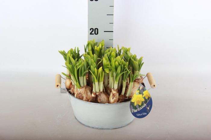 <h4>ARR NARCISSUS</h4>