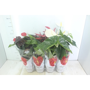 ANTHURIUM VARIADO P15