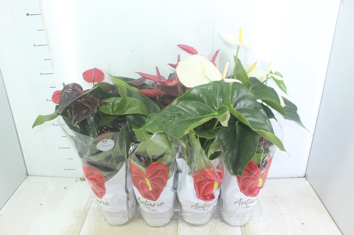 <h4>ANTHURIUM VARIADO P15</h4>