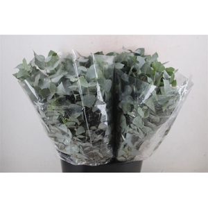 Euca Cinerea Short 150gr P Bunch