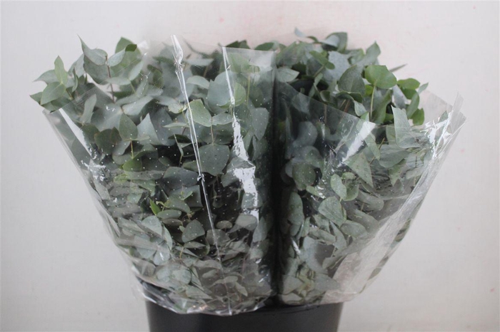 <h4>Euca Cinerea Short 150gr P Bunch</h4>