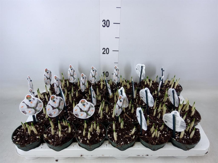 <h4>Crocus   ...in pot</h4>