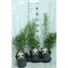 Fargesia Rufa