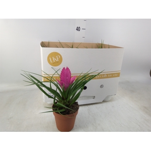 Tillandsia cyanea 'Josee'