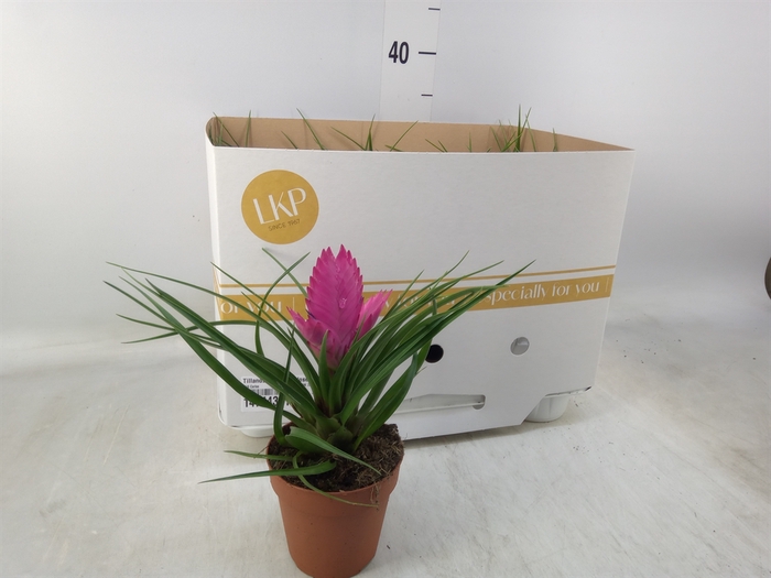 <h4>Tillandsia cyanea 'Josee'</h4>