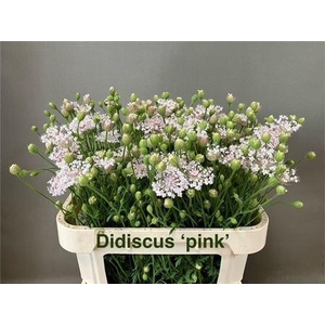 DIDISCUS LIGHT PINK