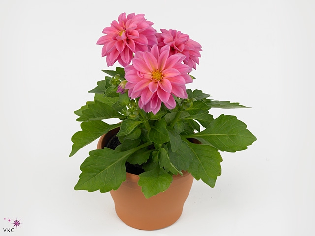 DAHL DECORE ROSE