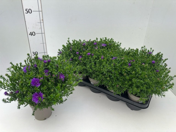 <h4>ASTER D AL D PURP LA</h4>