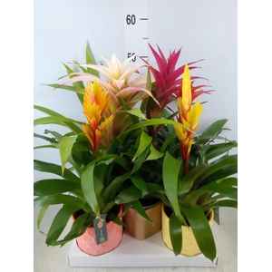 Bromelia   ...mix