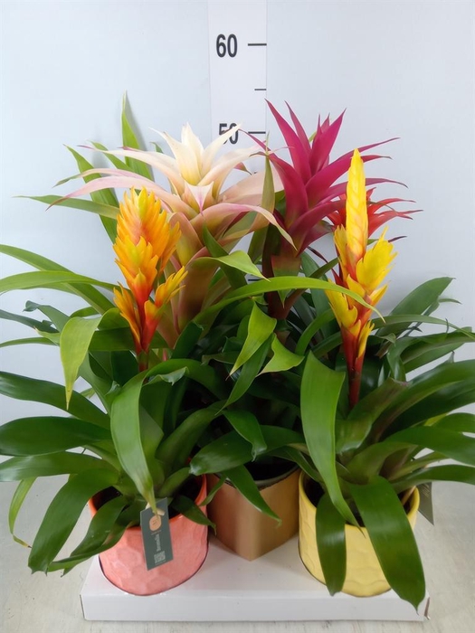 <h4>Bromelia   ...mix</h4>