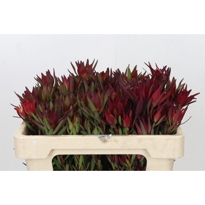 Leucadendron salignum blush spray