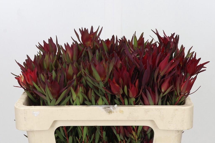<h4>Leucadendron salignum blush spray</h4>