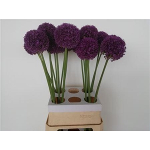 Allium Ambassador 95cm