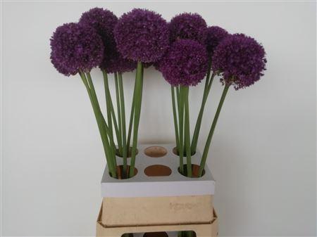 <h4>Allium Ambassador 95cm</h4>