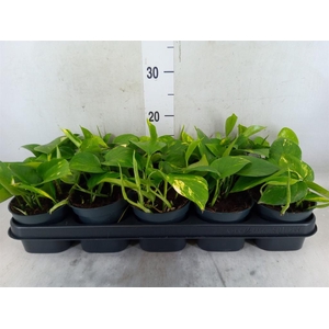 Epipremnum pinn. 'Aureum'