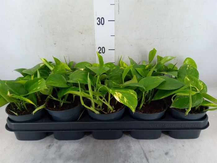 <h4>Epipremnum pinn. 'Aureum'</h4>