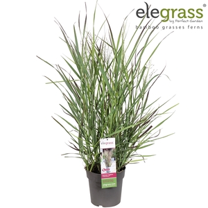 Panicum virgatum 'Purple Breeze' P23