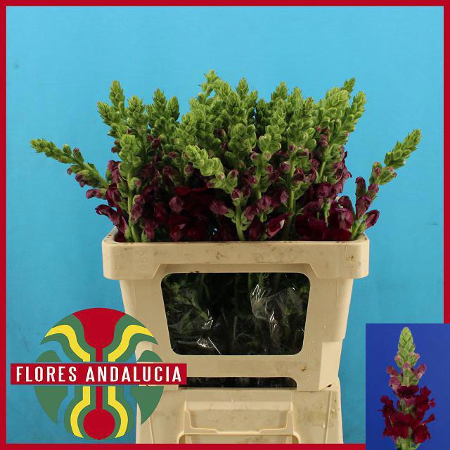 <h4>ANTIR POTO RED</h4>