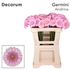 Germini Andrina+