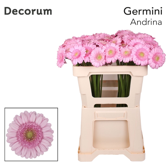 <h4>GERMINI ANDRINA+ GE MI ANDRINA EMME</h4>