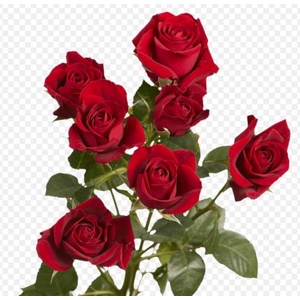 Rosa spray (our choice) red