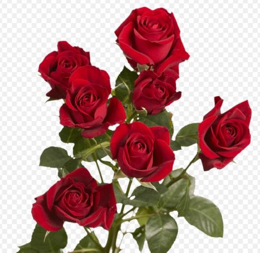 <h4>Rosa spray (our choice) red</h4>